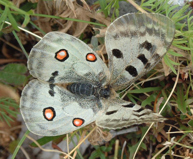 Parnassius apollo